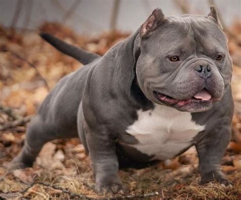 Where you can find the largest collection of American breeders. . Bullys near me